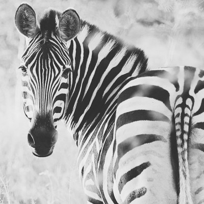 Zebra in Black and White. Taken with my Olympus em1 mirrorless camera while on safari in South Africa. . 