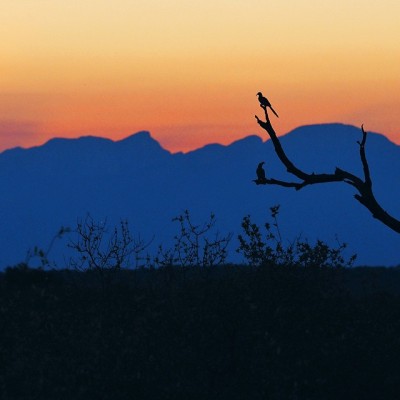 Bird silhouettes against a South African sunset. Taken with my Olympus em1 & 40-150mm 2.8 pro lens. 