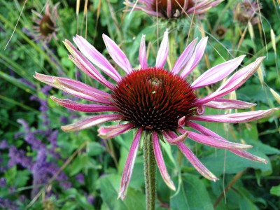 Dundarave Beach flower