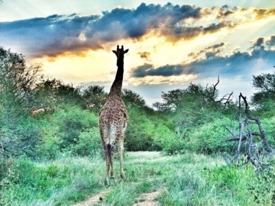 a Giraffe on safari in South Africa