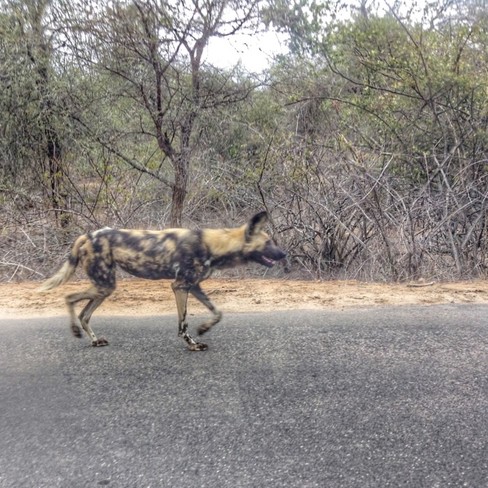 Wild Dog on the hunt in Kruger National Park. Family travel in South Africa. Photographed with an iPod by my son DRH.