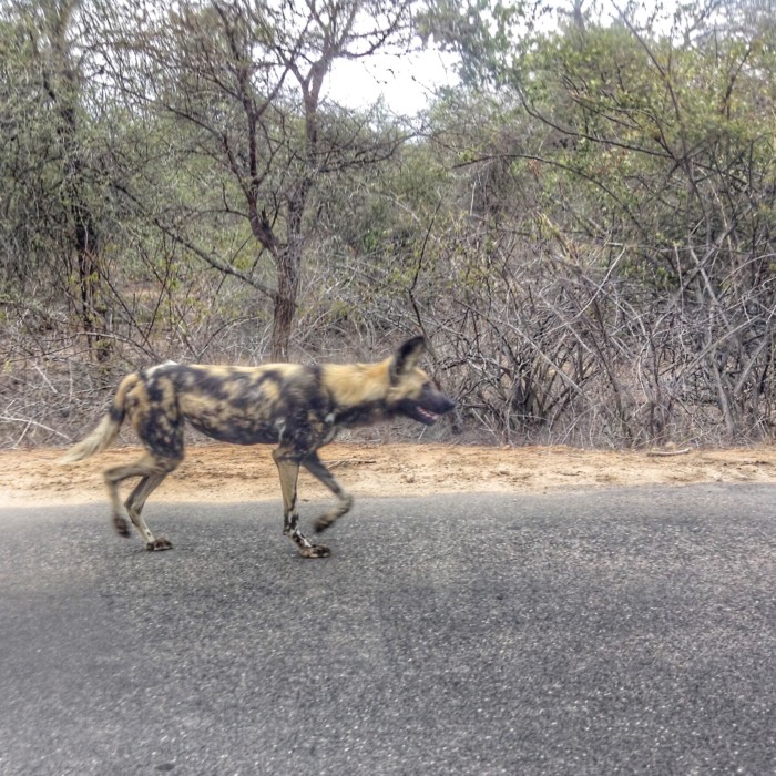 Wild Dog on the hunt in Kruger National Park. Family travel in South Africa. Photographed with an iPod by my son DRH. 