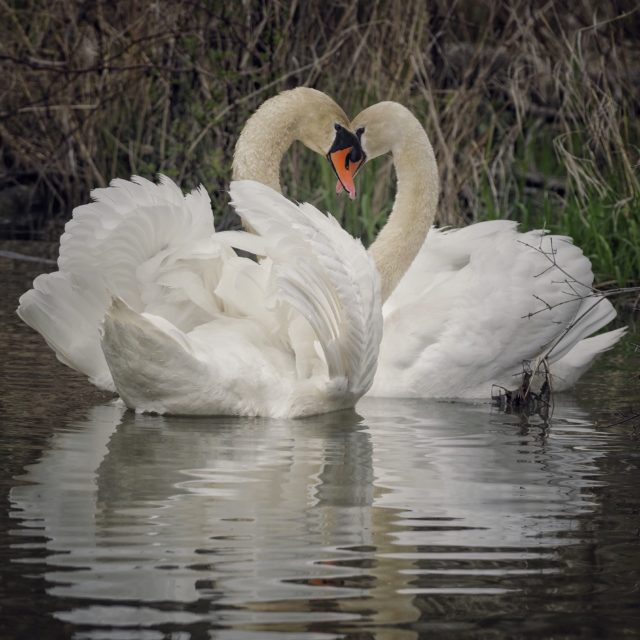 Birding with the Olympus M.Zuiko 300mm F/4 IS pro lens. 