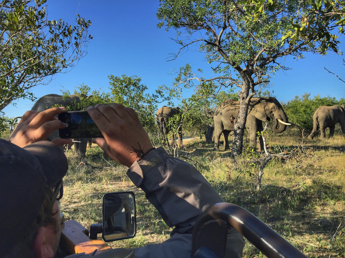 elephants in South Africa 