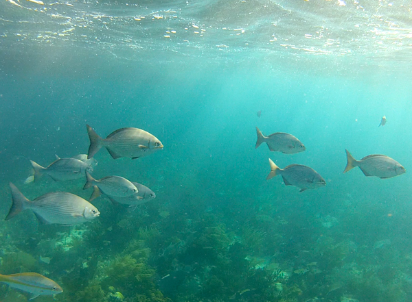 Florida Keys snorkelling at Coffins Patch reef fish Sundance Watersports