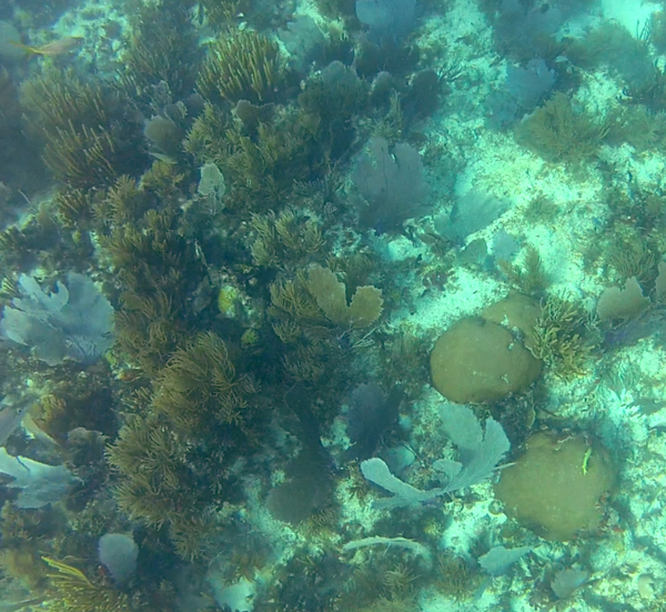 Florida Keys snorkelling at Coffins Patch with Sundance Watersports