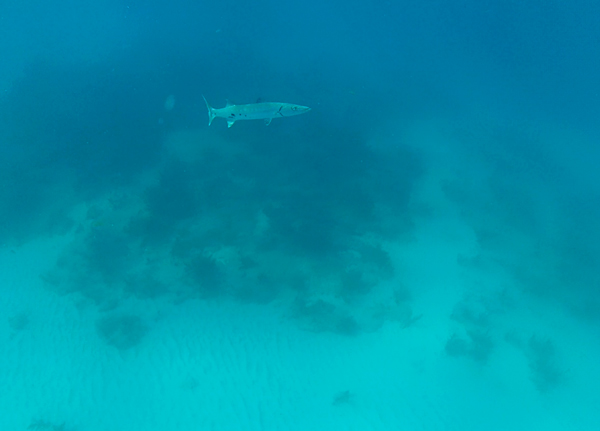 Great Barracuda at Looe Key reef