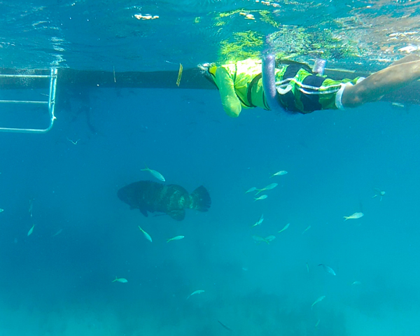 Goliath Grouper at Looe Key reef