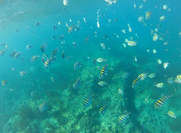 Snorkelling Looe Key reef with Looe Key Dive Centre and Resort