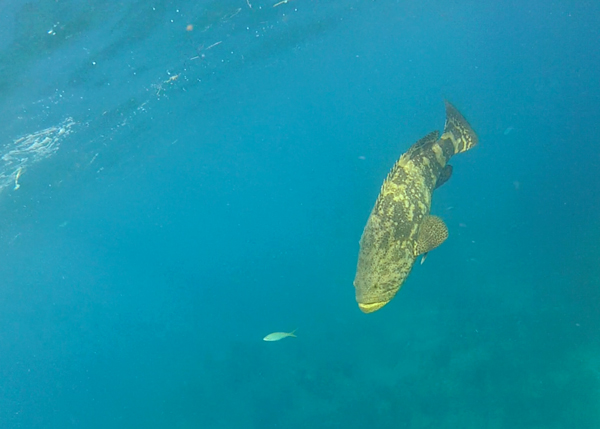 Goliath Grouper Looe Key reef