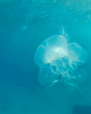 Jellyfish at Looe Key reef