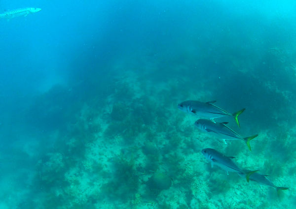 Tropical fish at Looe Key Reef