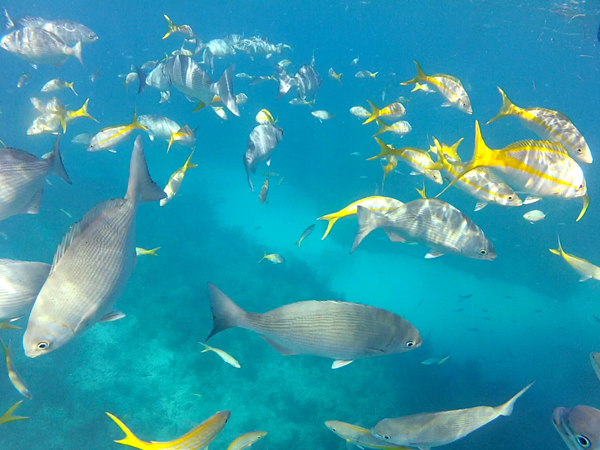A spur and groove Sombrero Reef