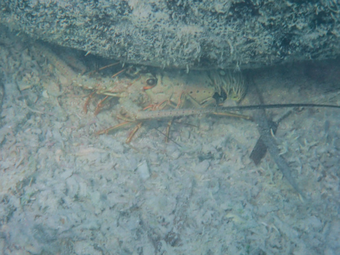 spiny lobster