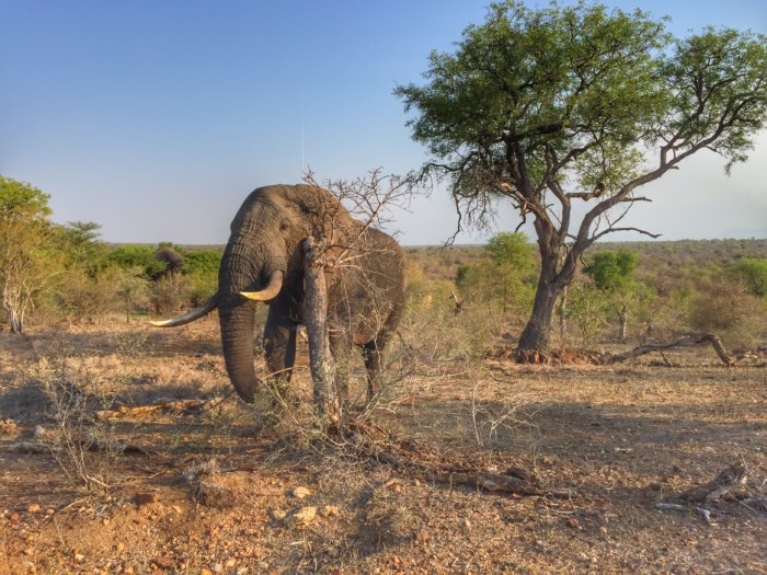 iPhone wildlife photography, an elephant in South Africa. Shot on iPhone 6s by Andrea Rees. 