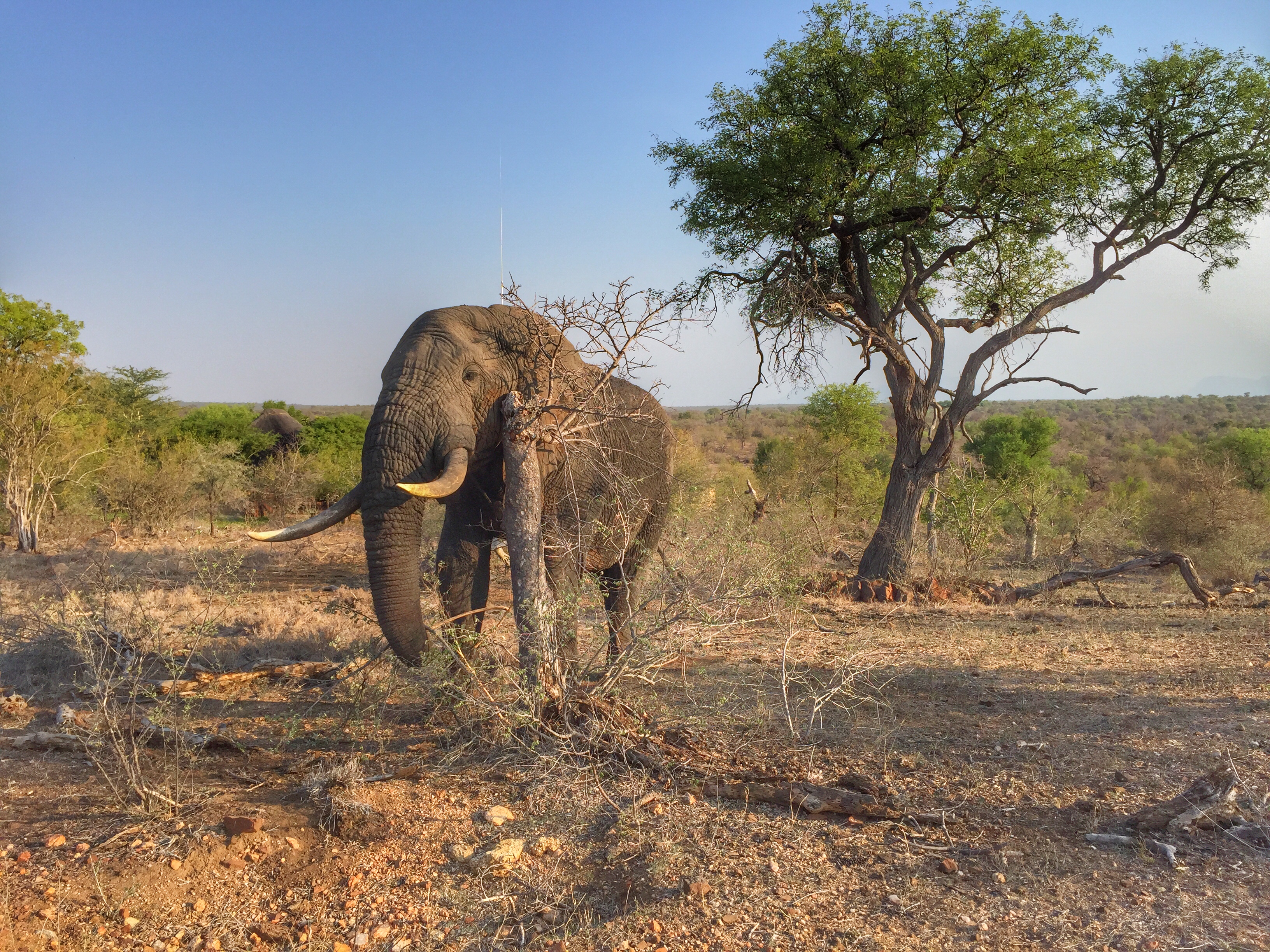 Phone Case for iPhone 11 iPhone 11 Pro Africa Safari Elephant Life Animal Wild iPhone 7//8 // SE 2020 iPhone XR