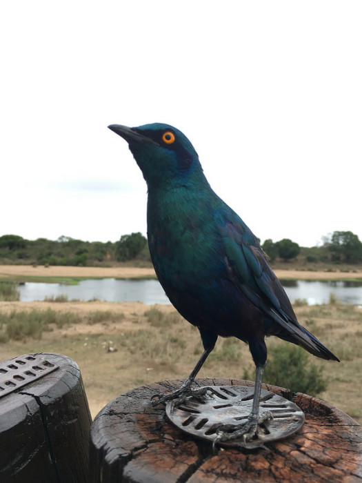 iPhone bird photography, starling bird in Kruger national park on iPhone 6s by Andrea Rees.