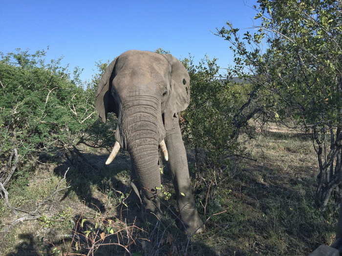 An elephant encounter in Greater Kruger National Park. Shot on iPhone by Andrea Rees. 