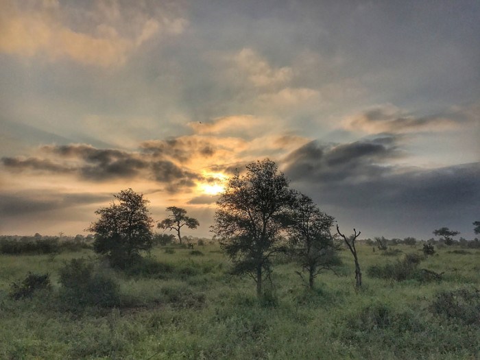 iPhone nature photography, shot on iPhone 7 plus in Kruger National Park. Mobile photography workshops in Toronto or on location.  