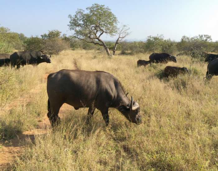 photographing animals in their surroundings on safari, shot on iPhone 5s