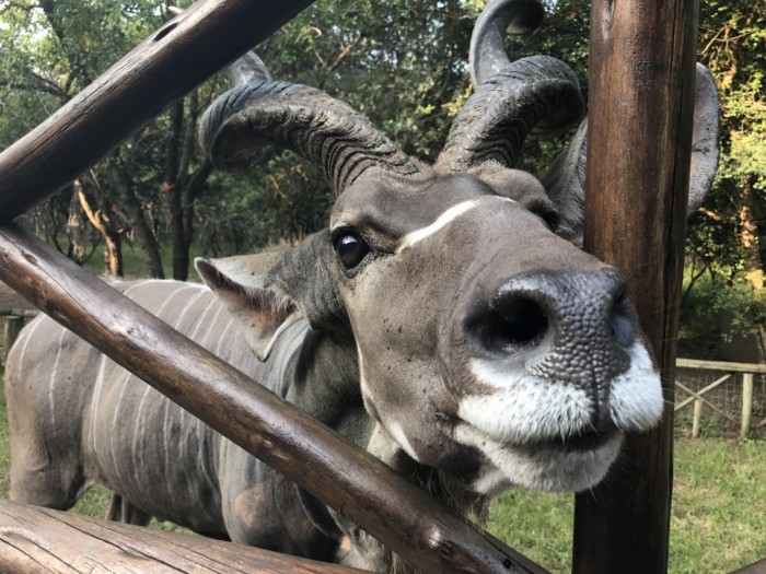 my favourite accommodation near kruger national park 