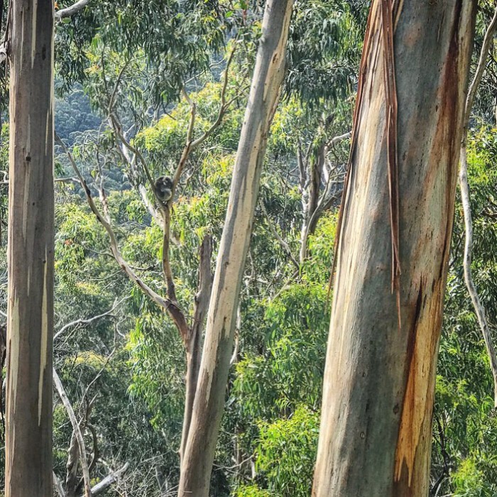 koala on the great ocean road