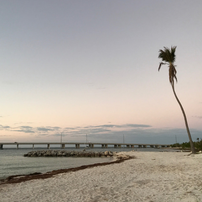 palm tree bahia honda state park
