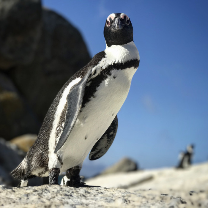 Penguins at Boulders Beach