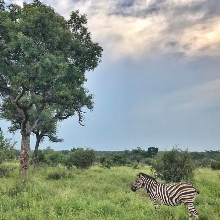 zebra in Kruger