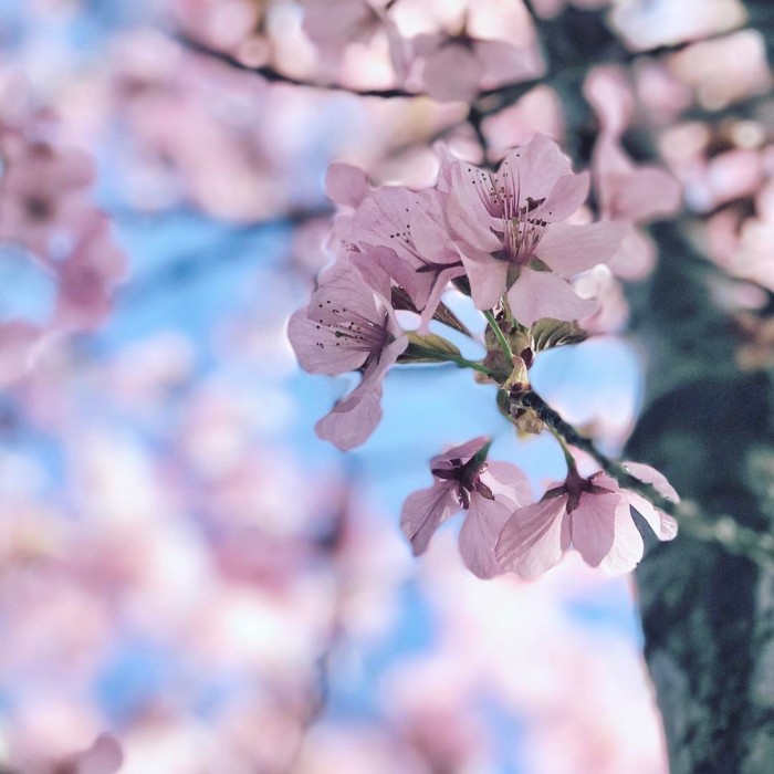 cherry blossoms canada