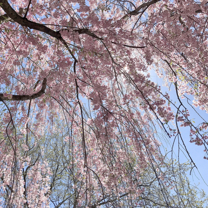 cherry blossoms Kariya Park Mississauga