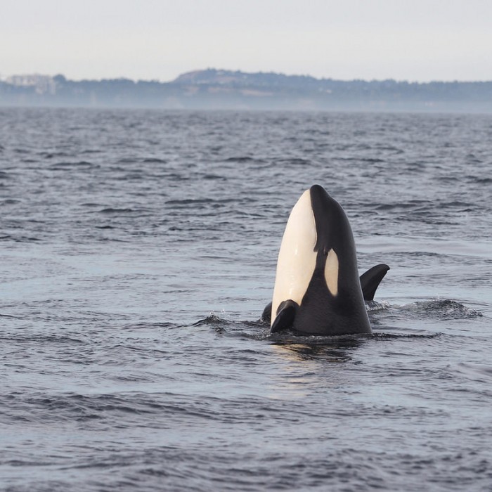 killer whale spy hop