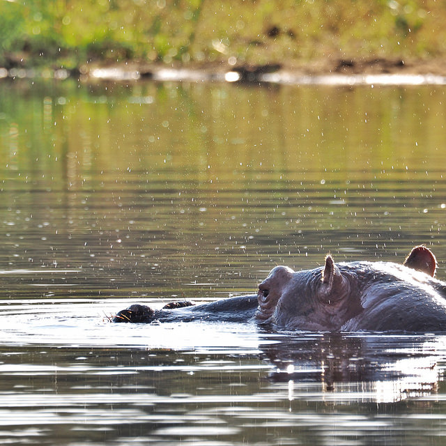 African safari photos