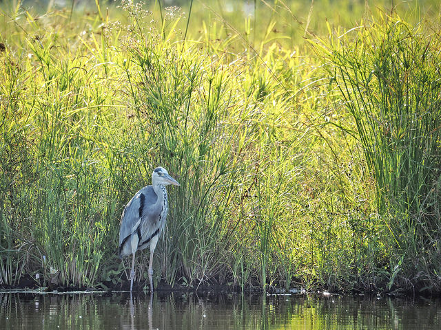 A stork at 300mm