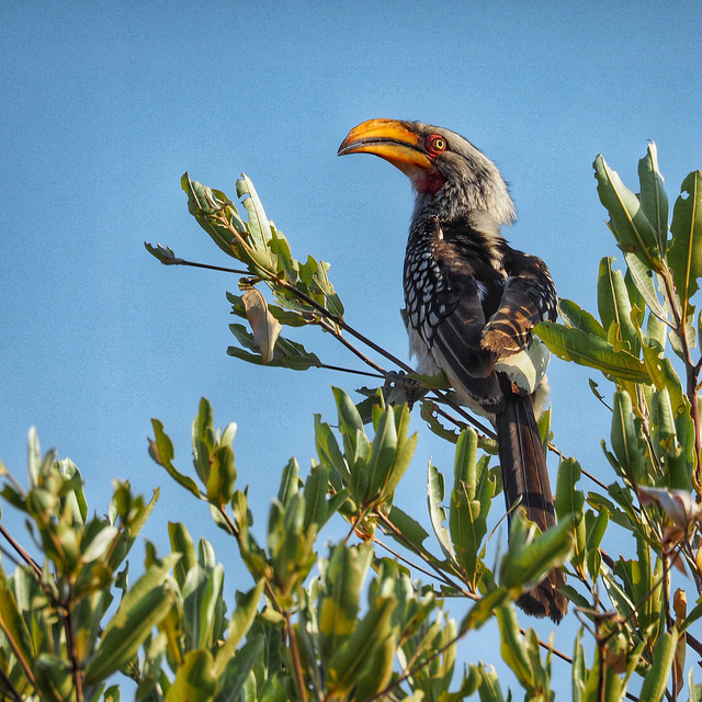 A yellow billed hornbill at 300mm