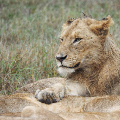 The male sub-adult lion at 300mm