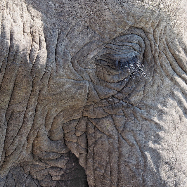 African bull elephant at 300mm