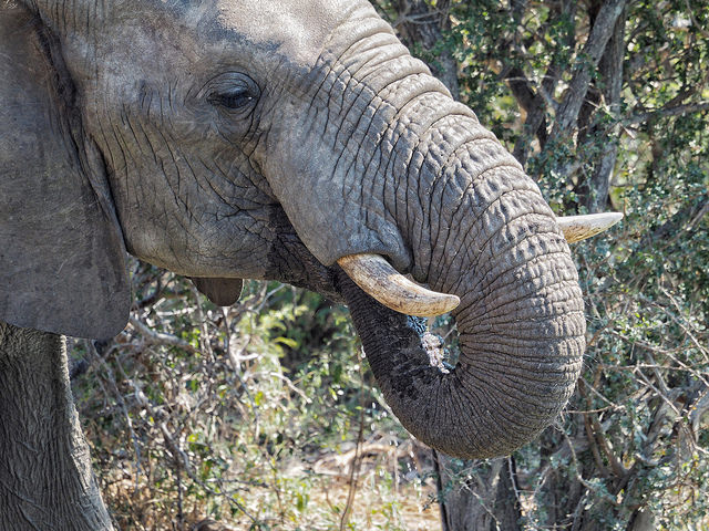 An African bull elephant at 208mm