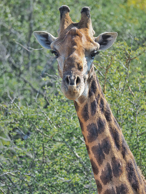 A giraffe at 300mm