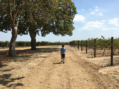 Boy walking at Vergenoegd Wine Estate