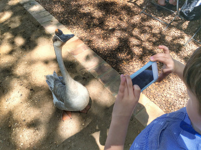 My son photographing Rocco at Vergenoegd