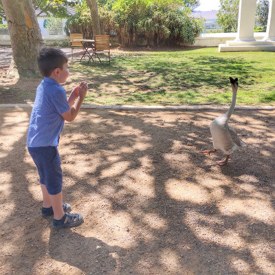 Showing an acorn to Rocco the goose 