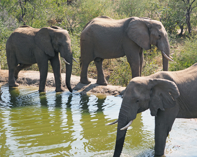 3 African elephants at a waterhole