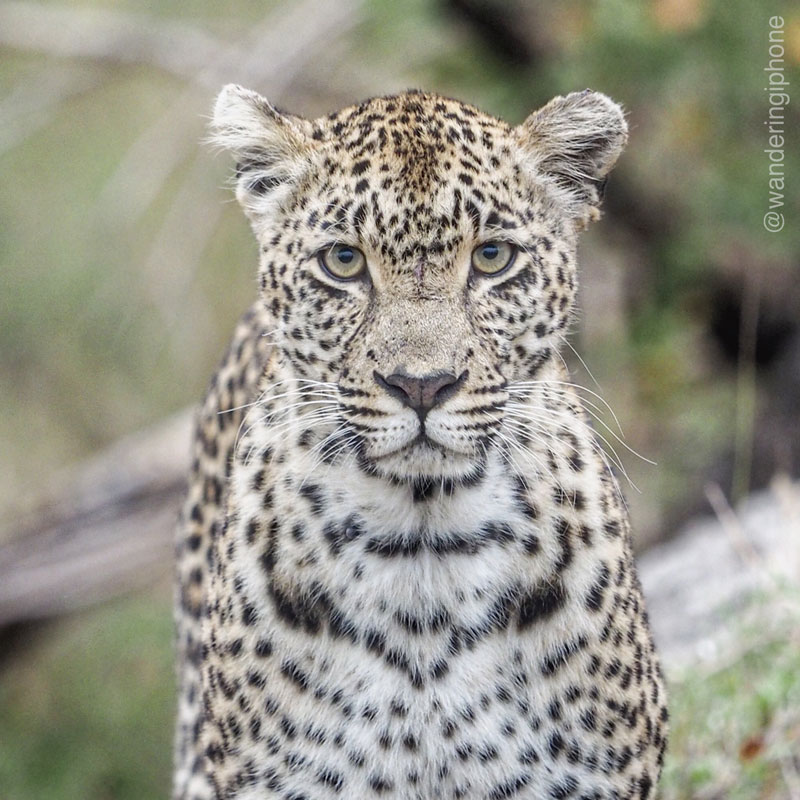 Karula a female leopard in South Africa 