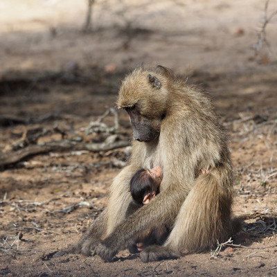 Mother's Day, Mom and baby baboon