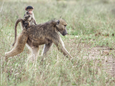 mothers day mom baboon carrying its baby