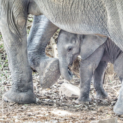 mothers day elephant mom and baby