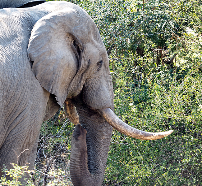 The bull elephant that rumbled