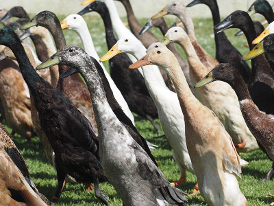 Vergenoegd Runner Ducks