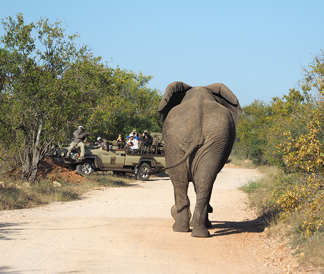 elephant walking down the road